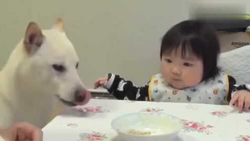 狗狗抢吃的，看宝宝的反应 - 腾讯视频