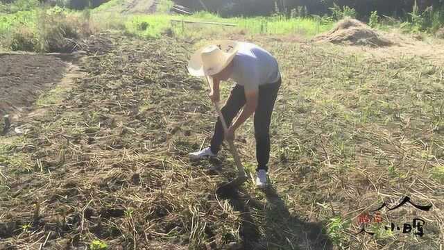 原来黄豆是这样种下去的,过几个月收获满满,想想都开心!