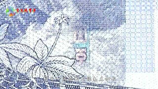 七叶一枝花被誉为天然抗癌王,比草药强百倍,野生的你见过吗?