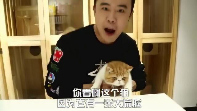 猫咪品种大科普