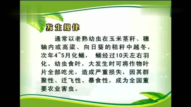 值得收藏的夏玉米病虫害管理大全