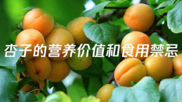 杏子的营养价值和食用禁忌