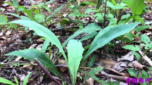 这种野菜学名叫什么?口感怎么样?你们吃过吗?