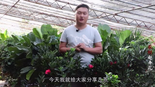 养护四季杜鹃茶,只需做好这“3步”,花朵繁密艳丽花期长!