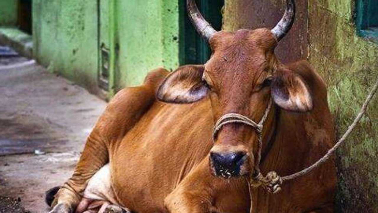 印度禁止吃牛肉那死后的牛都怎么处理结果真没想到