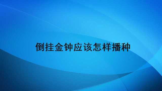 倒挂金钟应该怎样播种?