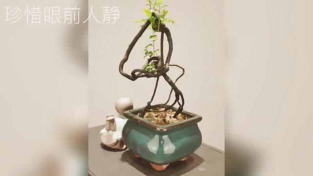 极品根艺“黑骨茶”文人盆景,提根造型镂空个性,亭亭玉立!