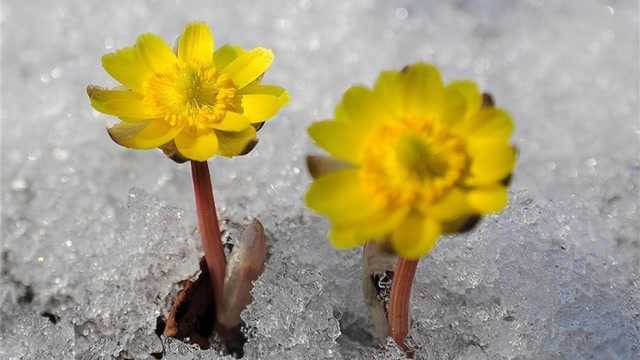 比梅花还不怕冷,这种花叫做“冰凌花”,还被中医称为福寿草