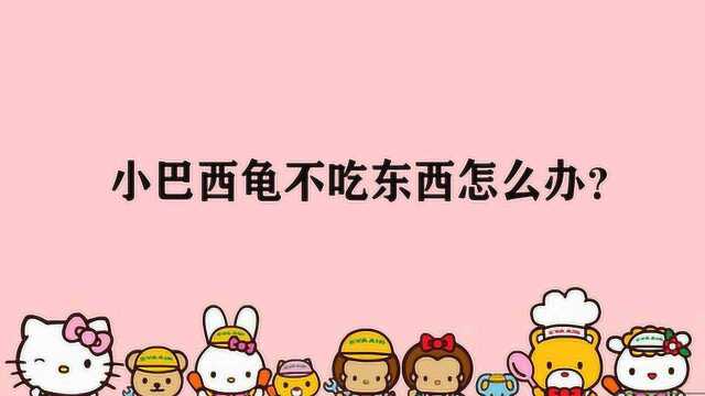 小巴西龟不吃东西怎么办?