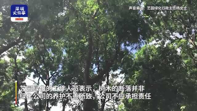 深圳一女子被树枝砸伤,腰椎骨折,绿化公司:系意外,不应担责