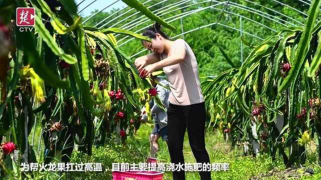 太热了!来自热带的火龙果都怕了武汉的夏天