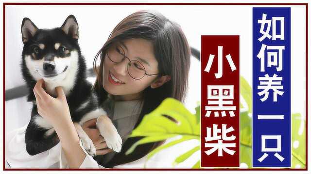 如何科学养一只柴犬?