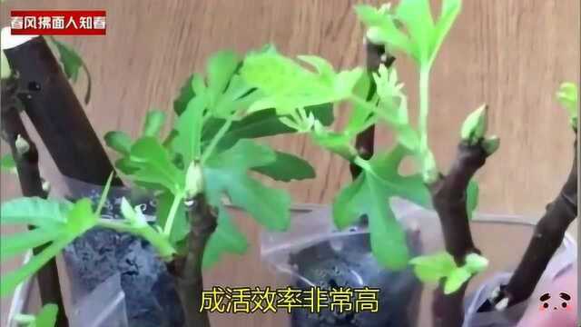 扦插繁殖非常实用的方法:自封袋批量操作易观察,成活率非常高!