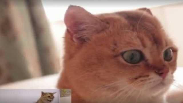 主人录下猫咪生气的声音,在它开心时放给猫听,猫咪的反应简直了