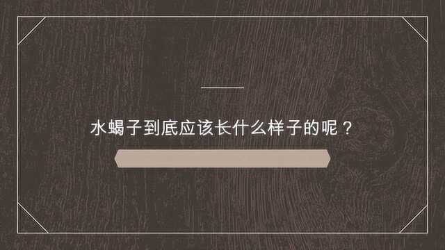 水蝎子到底应该长什么样子的呢?