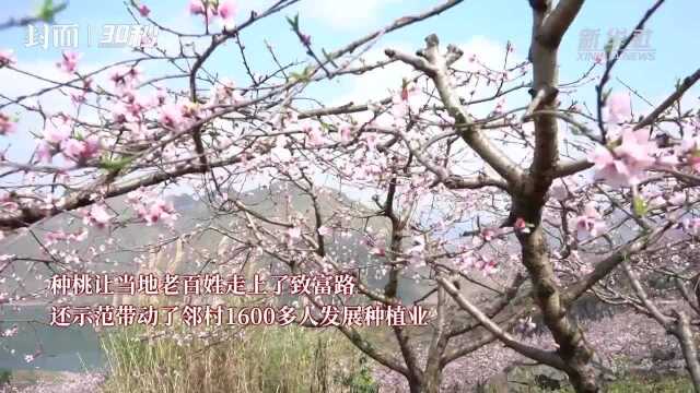 30秒|贵州普定:“桃花岛”上花盛开 芳香四溢满人间