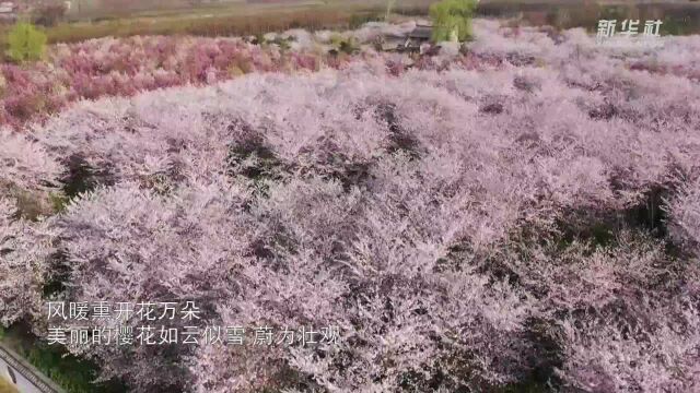 河南鄢陵:樱花缤纷 带你一起“云”赏花