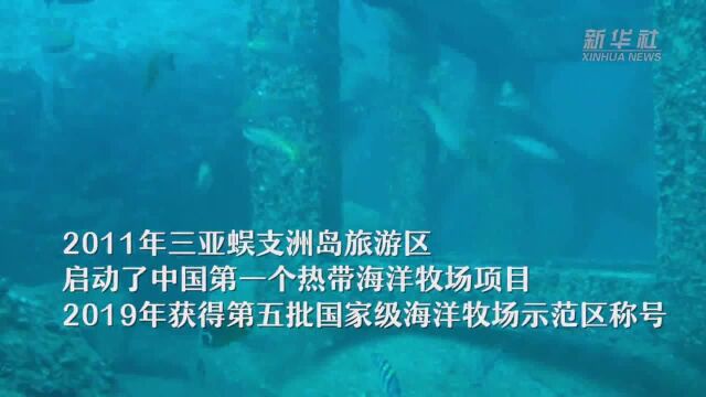 海南三亚:海底“施工队”复工进行时