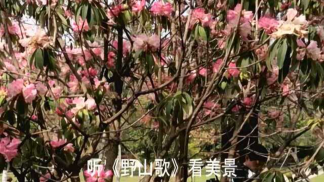 听《野山歌》,看曲靖沾益玉林广场美景