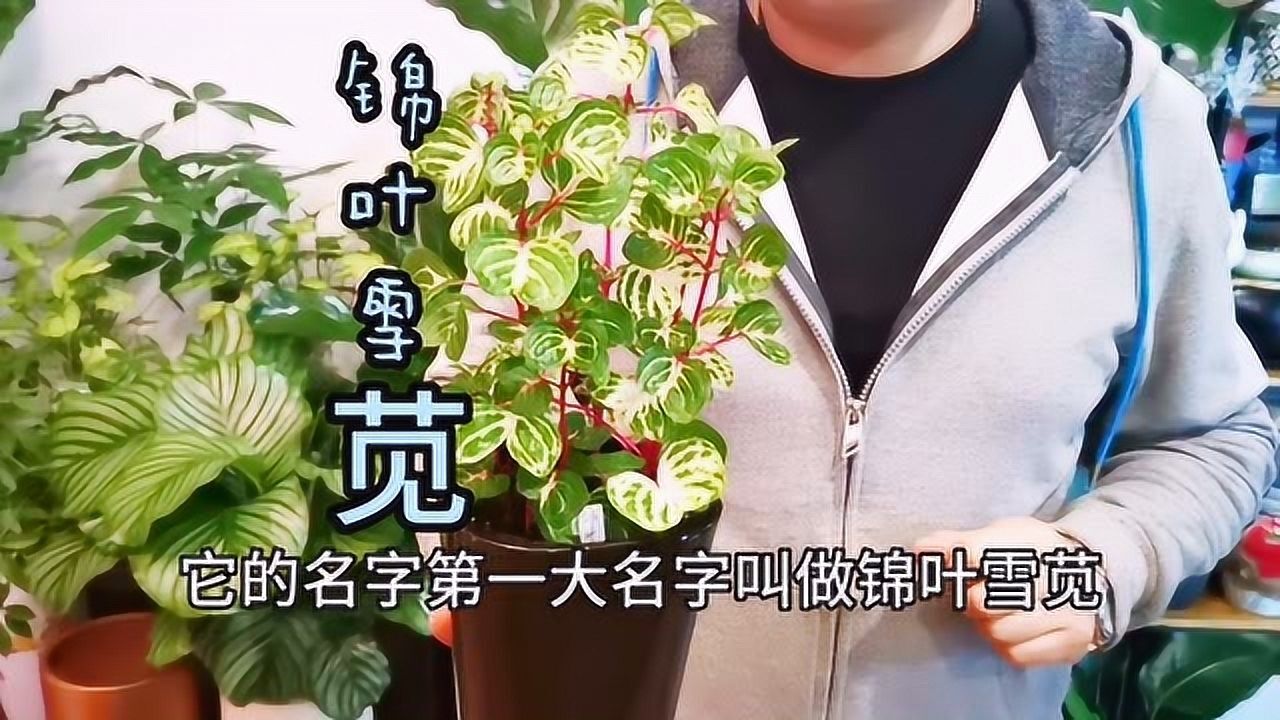 适合家居养护的招财植物推荐