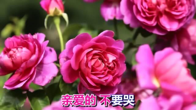 一首伤感情歌《亲爱的不要哭》