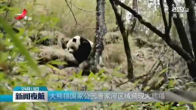 大熊猫国家公园唐家河区域频现大熊猫