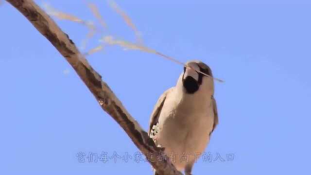 鸟巢大家应该都见过,但是一吨重的鸟巢你们见过吗?真是厉害