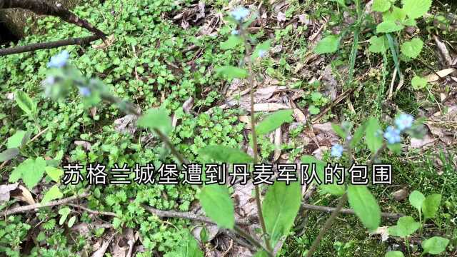 这个植物是盾果草看看它有什么作用还有一个关于它的故事一起听听