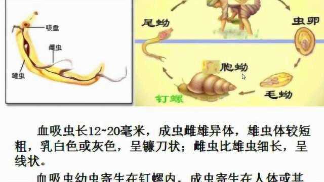 3.北师大版生物八下22.4动物的主要类群(扁形动物和线虫动物)