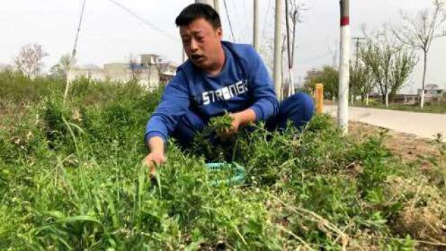 这种树芽当菜吃味道鲜美,晾干泡水喝对身体特好,大家来了解一下