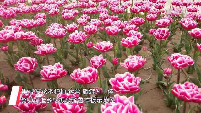 山东邹平:郁金香花开 两岸春灿烂