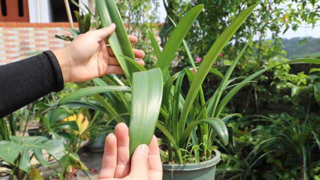 养观叶植物最好用的肥料,成本低易操作,一次顶半年