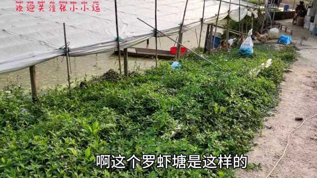 广东一小伙在江门打算投40万去养殖30亩南美白对虾,这个行业很赚钱吗?