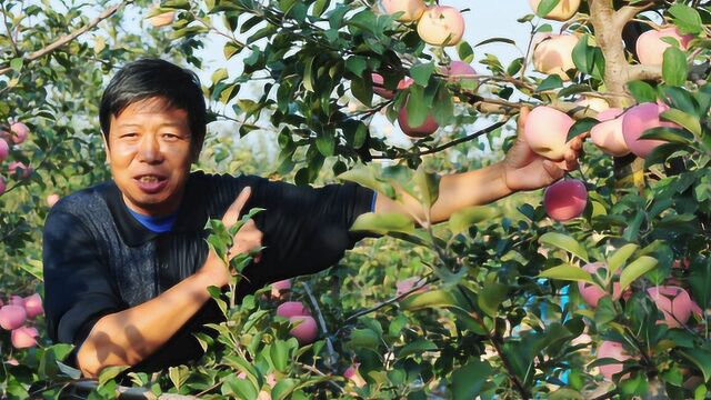 绿茶和它是绝配,效果好过“护心丸”,常吃降低患心脏病风险!