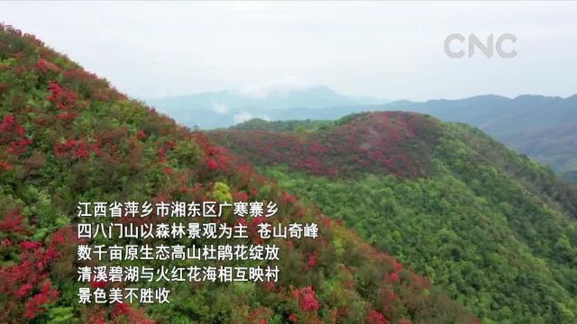 江西湘东:漫山杜鹃迎客来