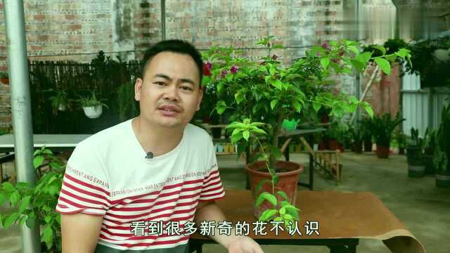 教大家怎样识别花卉,超简单