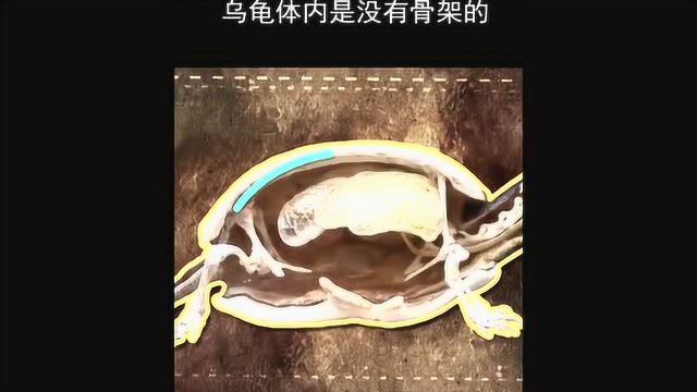 小知识:带你深入了解乌龟和它的龟壳