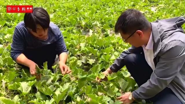 高层次人才助力乡村振兴