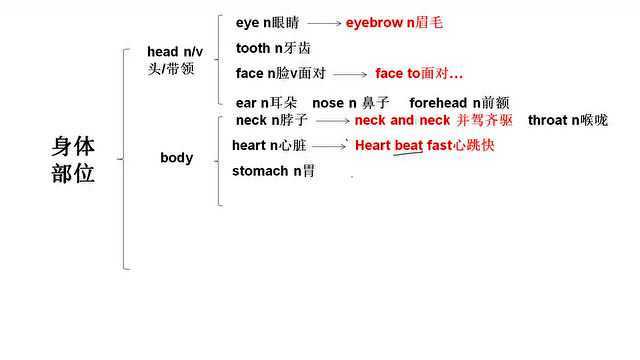 身体各部位总结