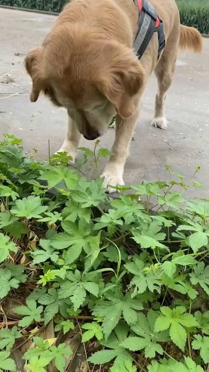 土狗教会苹果找草药后最近外出她总吃拉拉秧吃完没有吐睡眠比之前好