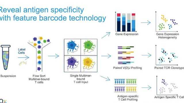 第五课10x Genomics单细胞抗原特异性及细胞表面蛋白