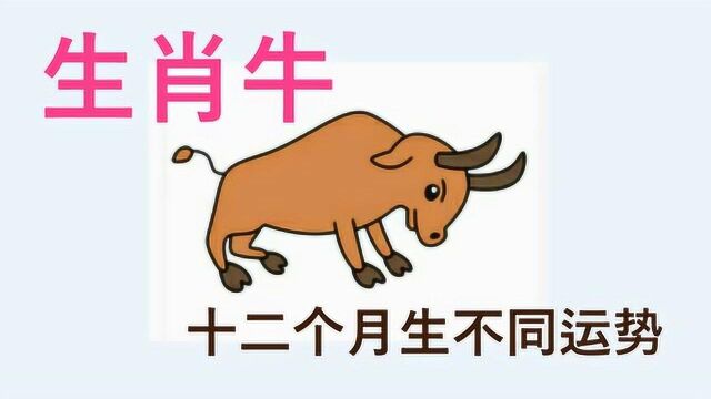 属牛人,出生不同的月份,运势也各不相同