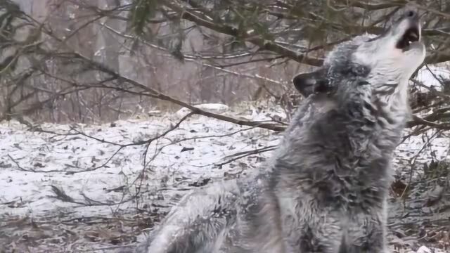 美丽的黑狼在风雪里嚎叫