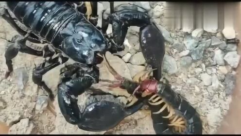 Thumbplayer Poster Plugin Image