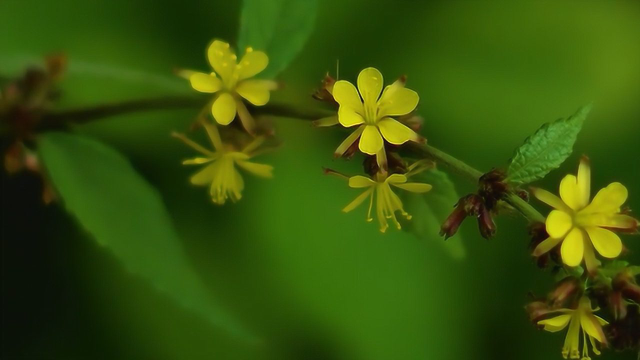 黄花虱麻头又名密马专是一种亚灌木医生用来治泌尿系结石