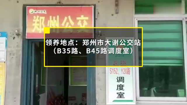 公交调度室搬迁车长忧心12只流浪狗:求领养