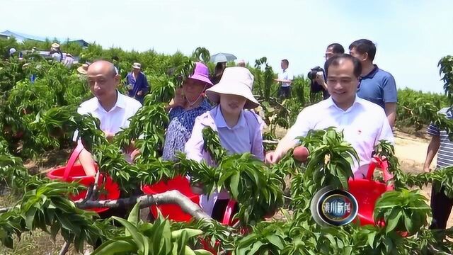 潢川县举行“千亩桃园”采摘节开幕