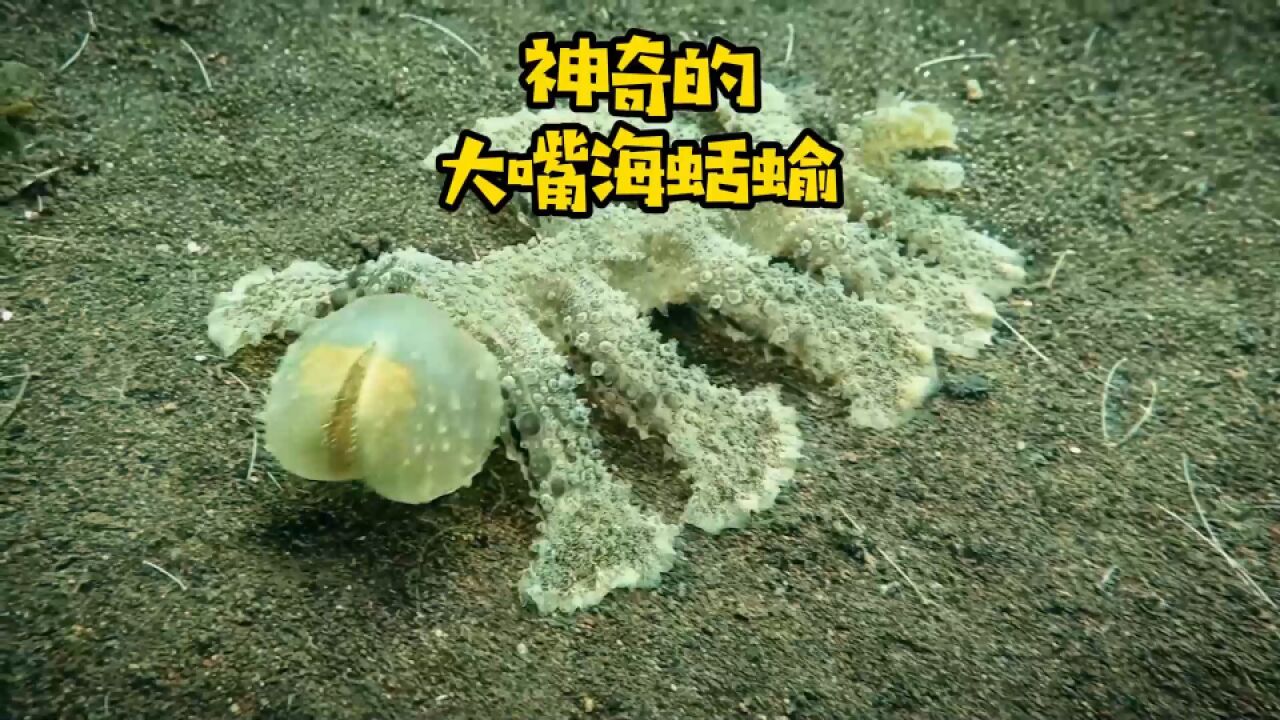 全身透明,整个脑袋就是一张嘴,神奇的大嘴海蛞蝓|纪录片