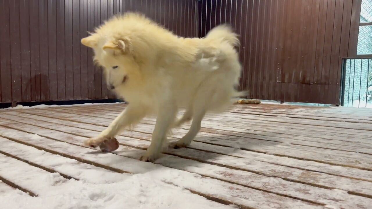 暴躁的公狼!在院子里噼里啪啦到处跳,是对食物不满意还是太开心