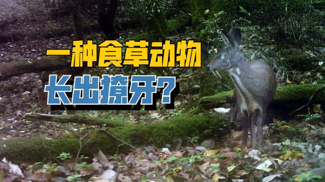 湖南郴州发现一种“神奇动物”,大耳朵短尾巴,吃草却长出獠牙